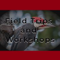 Field Trips + Workshops